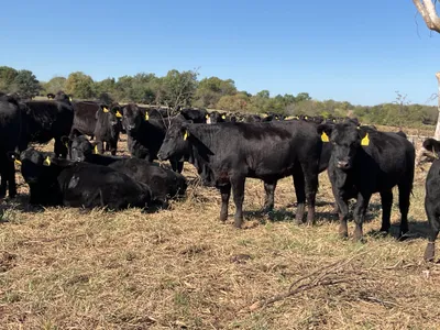 cattle listing photo