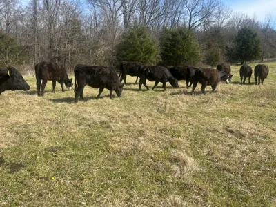 cattle listing photo