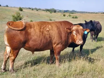 cattle listing photo