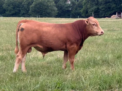 cattle listing photo