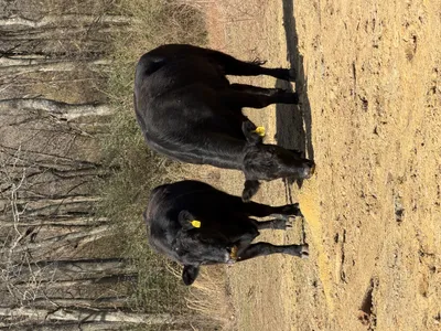 cattle listing photo