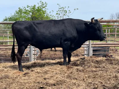 cattle listing photo