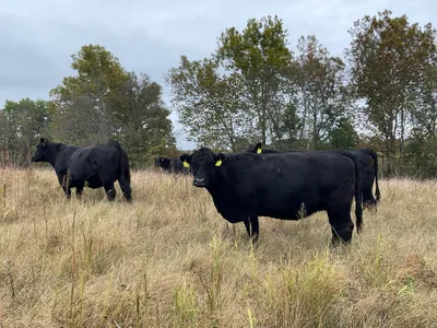 cattle listing photo