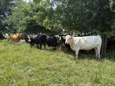cattle listing photo