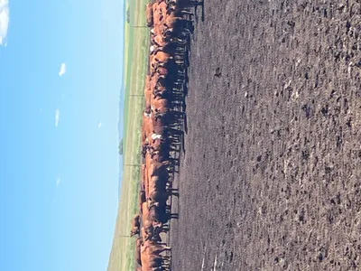 cattle listing photo
