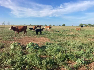 cattle listing photo