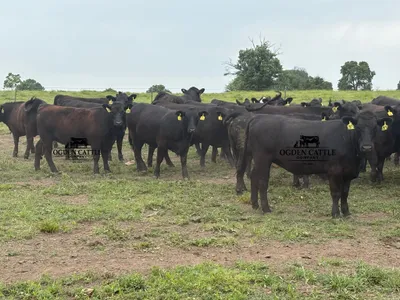 cattle listing photo