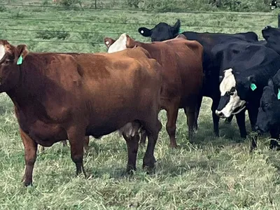 cattle listing photo