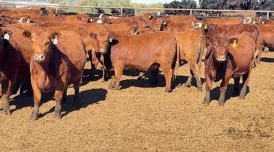 cattle listing photo