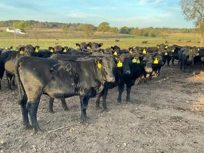 cattle listing photo