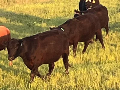 cattle listing photo