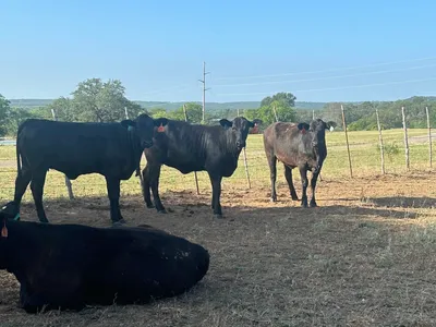 cattle listing photo