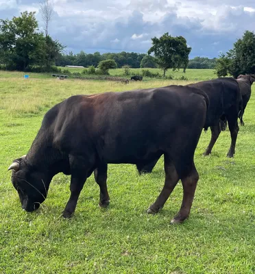 cattle listing photo