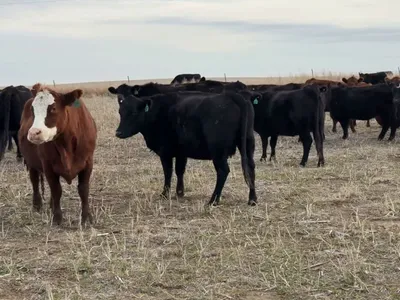 cattle listing photo