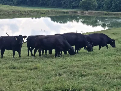 cattle listing photo
