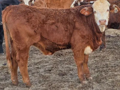 cattle listing photo