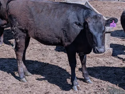 cattle listing photo