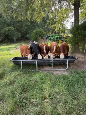 cattle listing photo