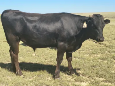 cattle listing photo