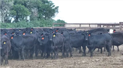 cattle listing photo
