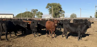 cattle listing photo