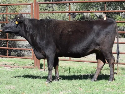 cattle listing photo