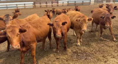 cattle listing photo