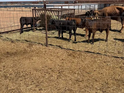 cattle listing photo