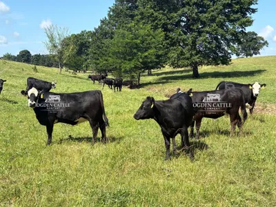 cattle listing photo