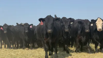 cattle listing photo