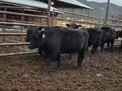 cattle listing photo