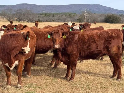 cattle listing photo