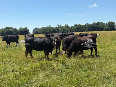 cattle listing photo