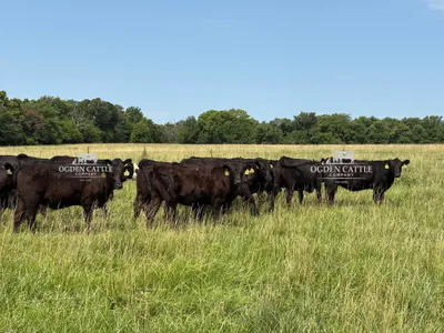 cattle listing photo