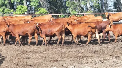 cattle listing photo