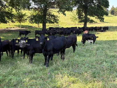 cattle listing photo