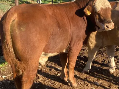 cattle listing photo