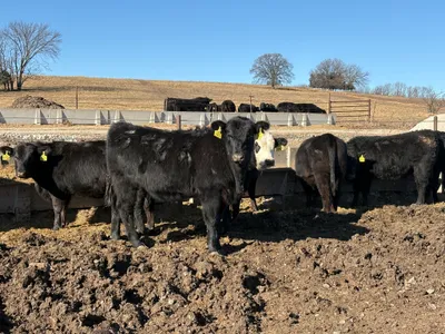 cattle listing photo