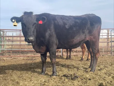 cattle listing photo