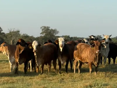 cattle listing photo