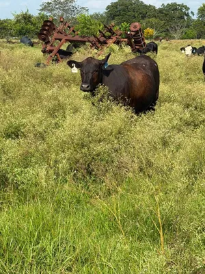 cattle listing photo