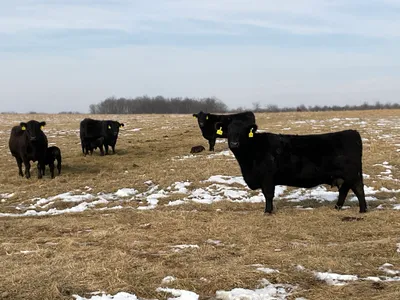 cattle listing photo