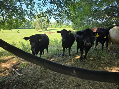 cattle listing photo
