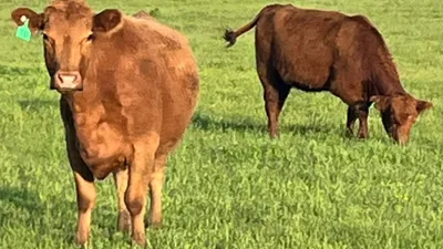 cattle listing photo