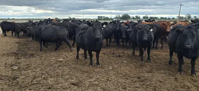 cattle listing photo