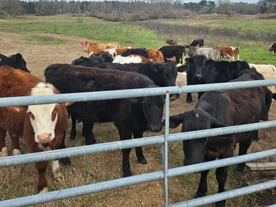 cattle listing photo