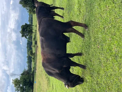 cattle listing photo