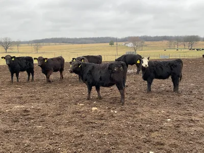 cattle listing photo