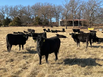 cattle listing photo