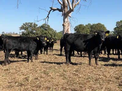 cattle listing photo